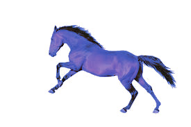 horse 3